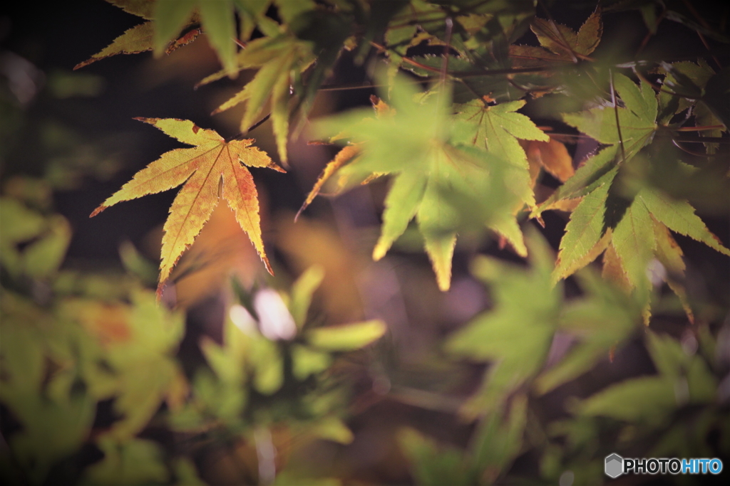 紅葉