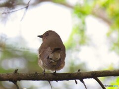 オオルリ