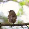 オオルリ