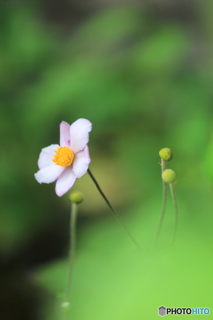 花、一輪、、