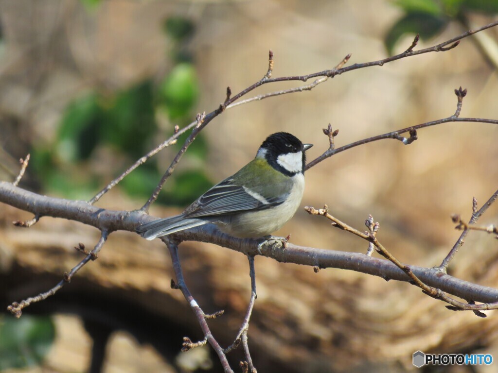 シジュウカラ