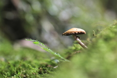 苔ときのこ