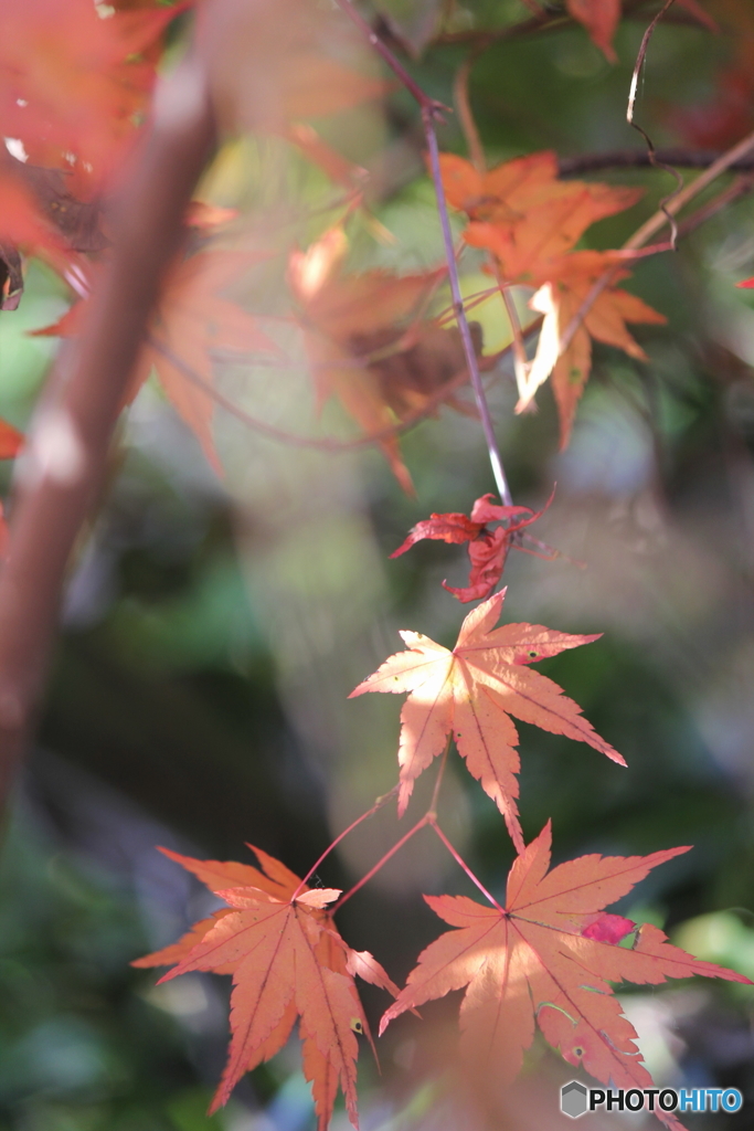 紅葉