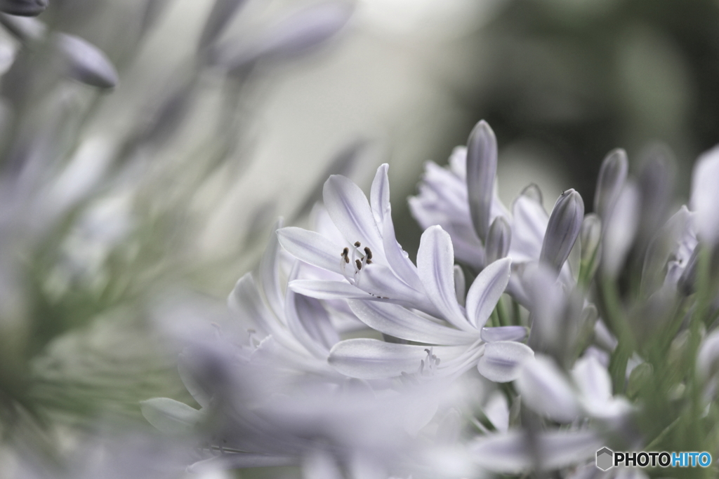 花の舞