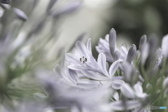 花の舞