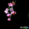 夜に咲く。。