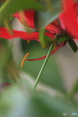 蕊