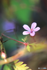 花、一輪、、