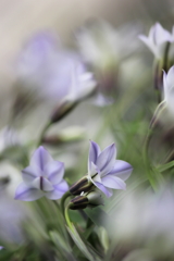 花嵐