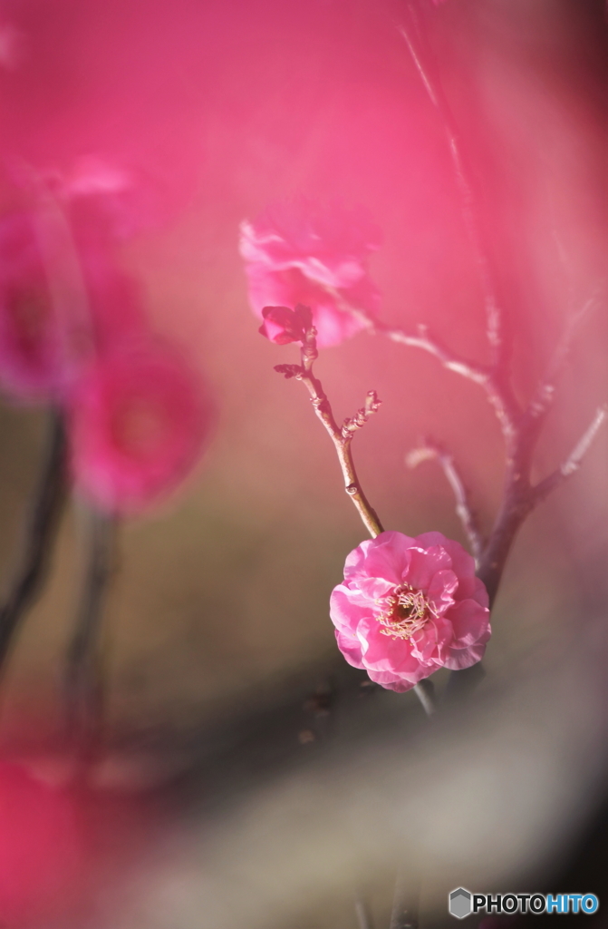 Early Spring