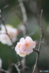早春
