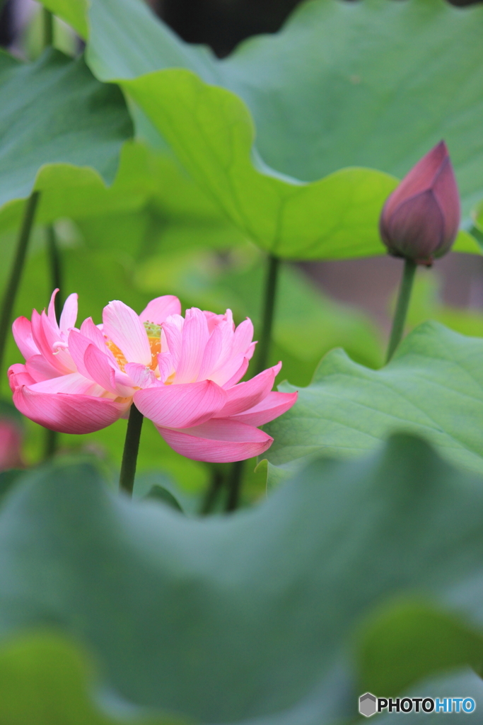 花、一輪、、