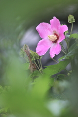 花の夢