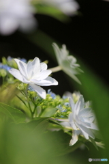 初夏の妖精