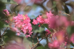 花のある風景