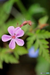 花、一輪、、