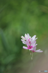 花一輪..