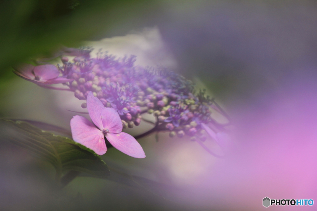 In the dream