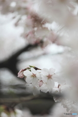 春の夢