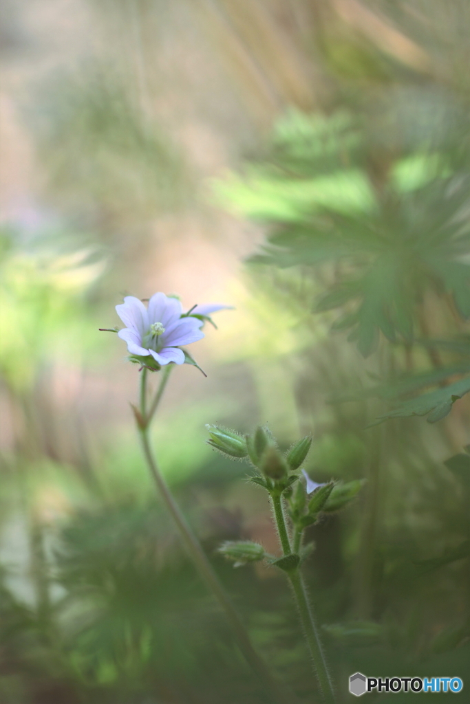 花のある風景