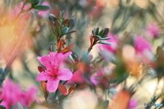花模様