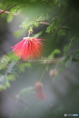 秋の日差し 秋の日差し