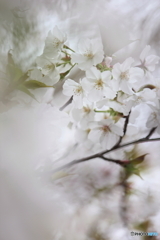 春、満開