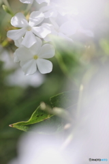 In the dream  In the dream