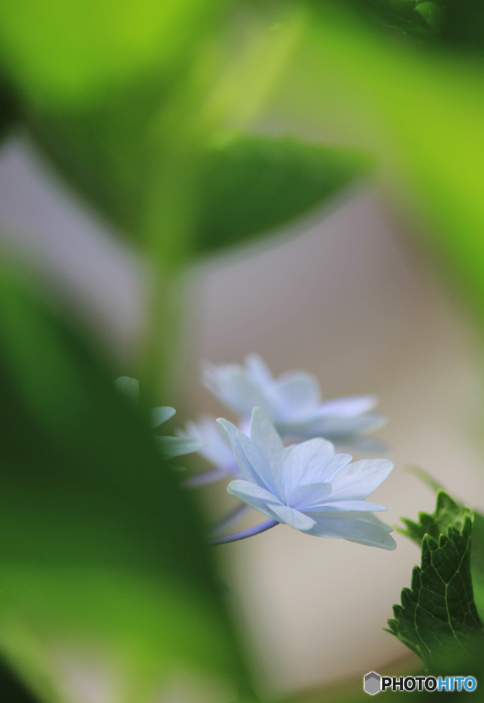 花、一輪、、