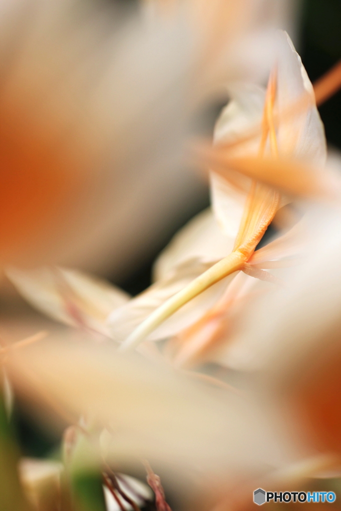 花の舞