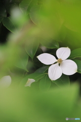 花、一輪、、