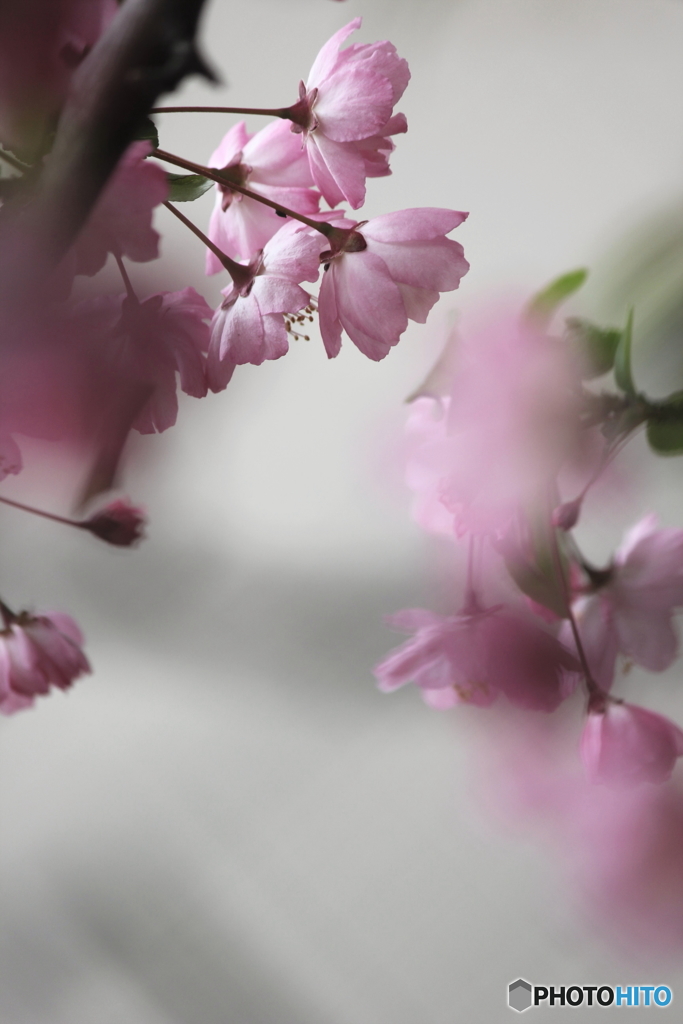 春の夢