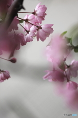 春の夢