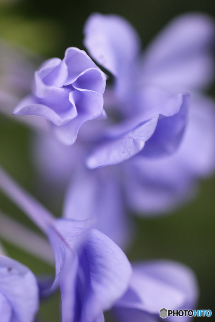 花の舞