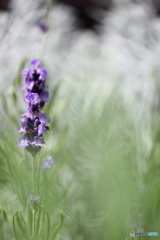 秋の静けさ 秋の静けさ