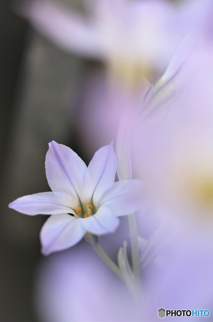 花韮