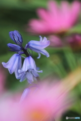 花の舞 花の舞