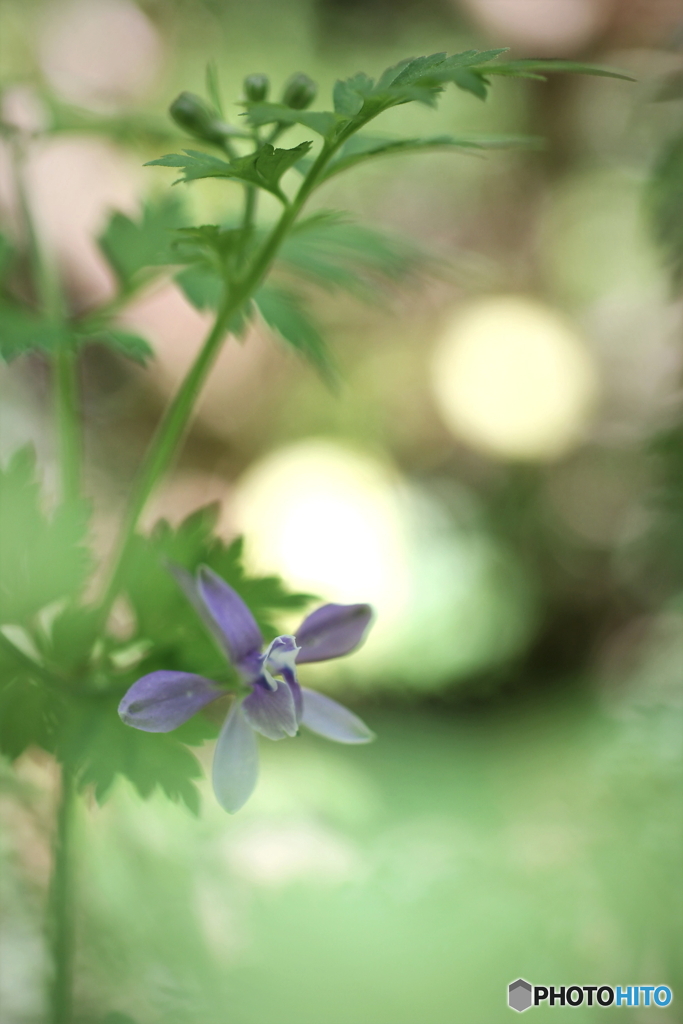 花、一輪、、