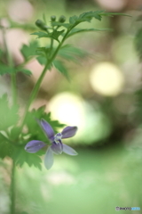 花、一輪、、