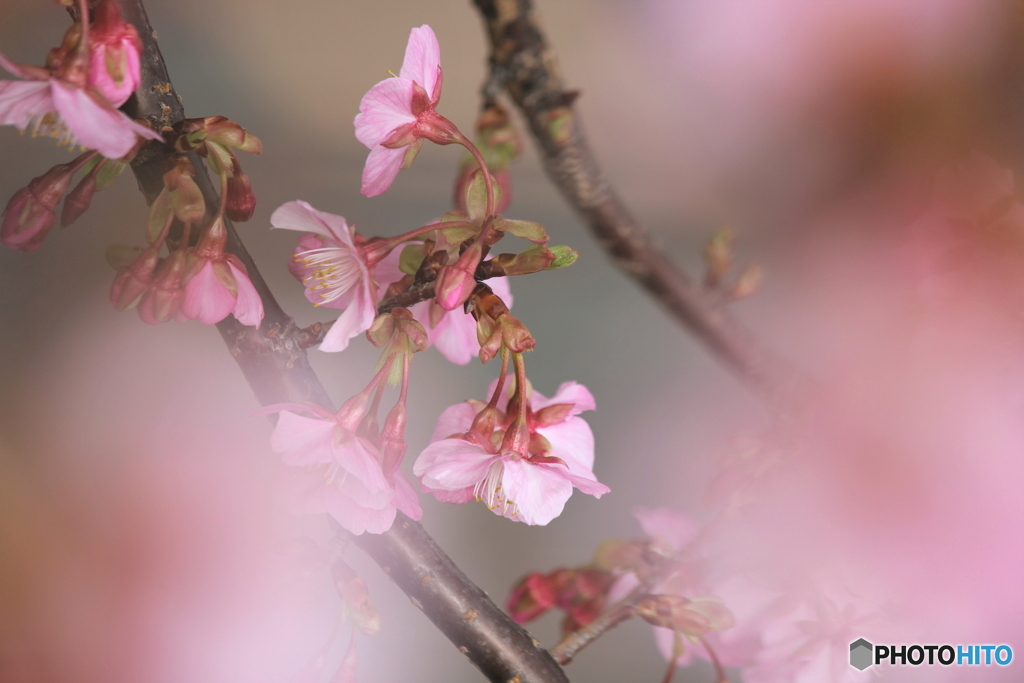 In full blossom