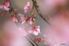 In full blossom