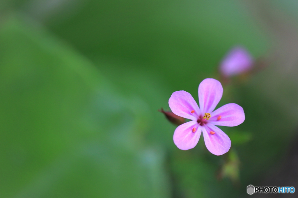 花、一輪、、