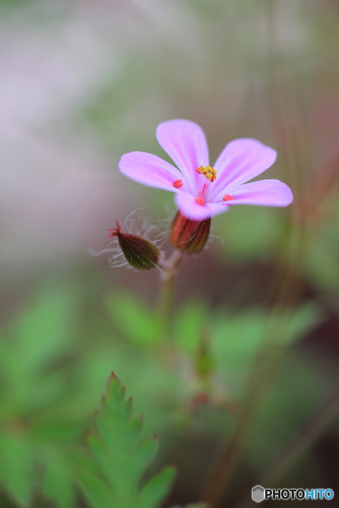 花、一輪、、
