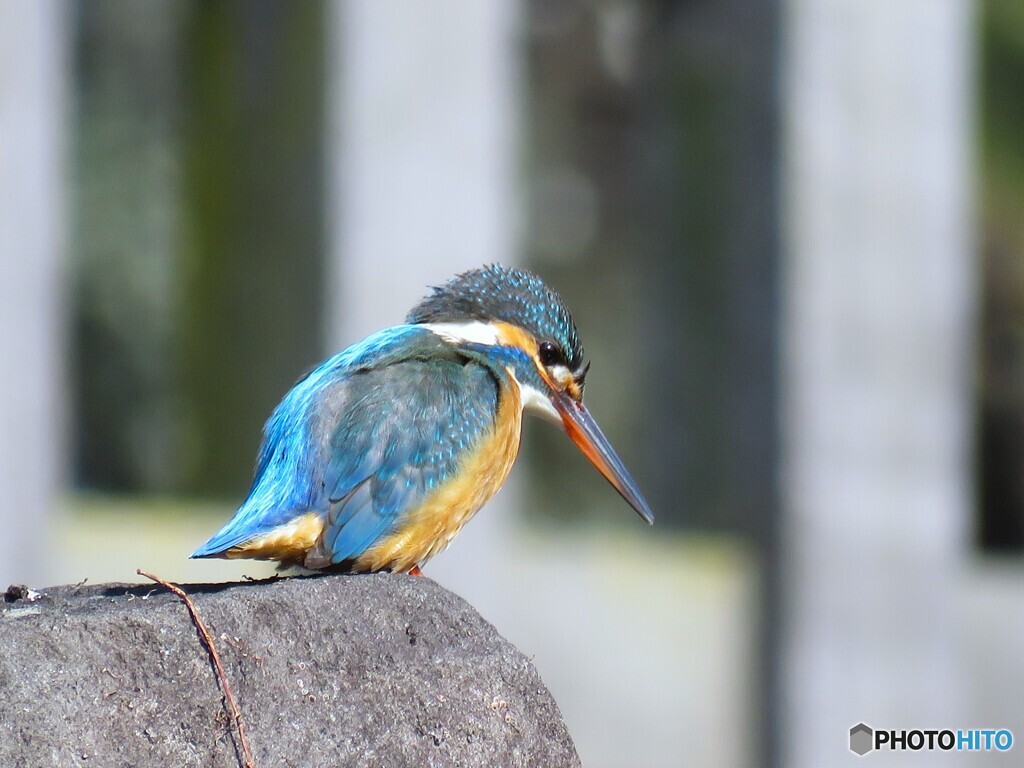 カワセミ
