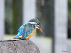 カワセミ