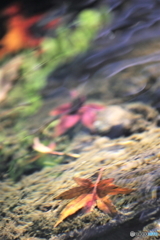 水の中の秋