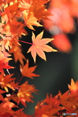 紅葉