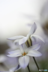 Ｗｈｉｔｅ　ｌｏｖｅｒｓ