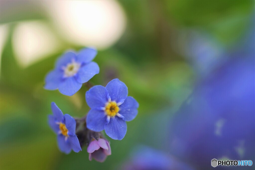 花、一輪、、