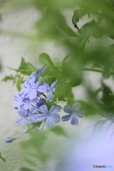 花のある風景